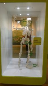 Eureka Skeleton