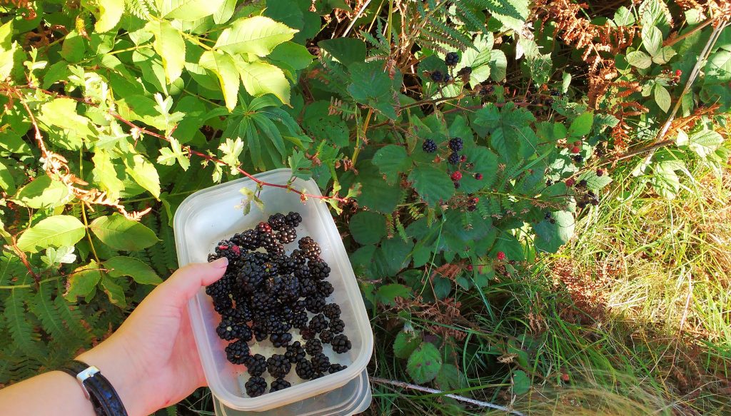 blackberry picking six year old acitivities